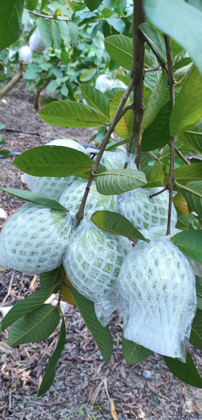白心番石榴红心芭乐珍珠番石榴可一代发大量现货一日可发十万