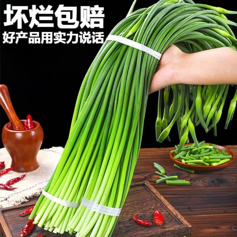 湖北蒜苔产地大量有货，保质保量，量大从优，欢迎选购。