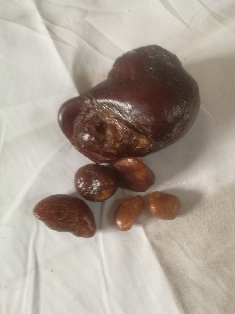 十年以上鸡宝精品