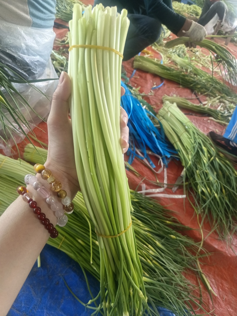 湖北蒜苔产地大量有货，保质保量，量大从优，欢迎选购。