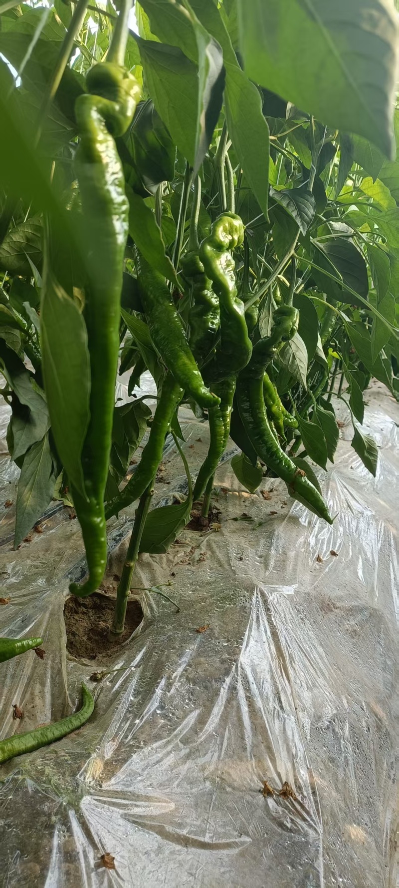 宁夏螺丝椒代收代发对接全国各大商超质量高优