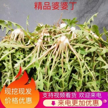 新鲜野生蒲公英现挖现发货