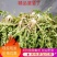新鲜野生蒲公英现挖现发货