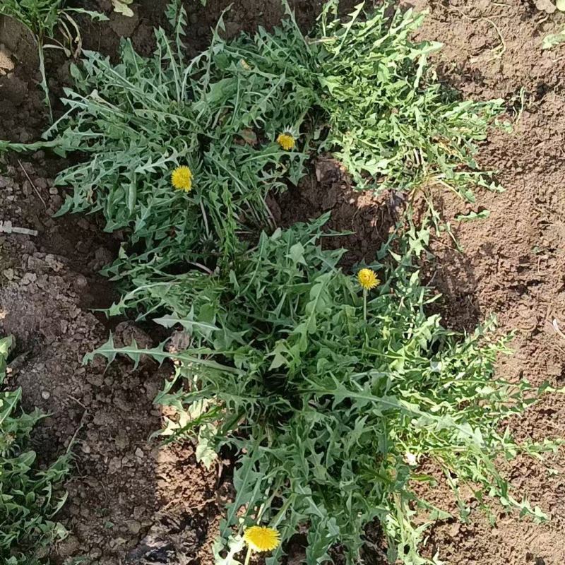 新鲜野生蒲公英现挖现发货