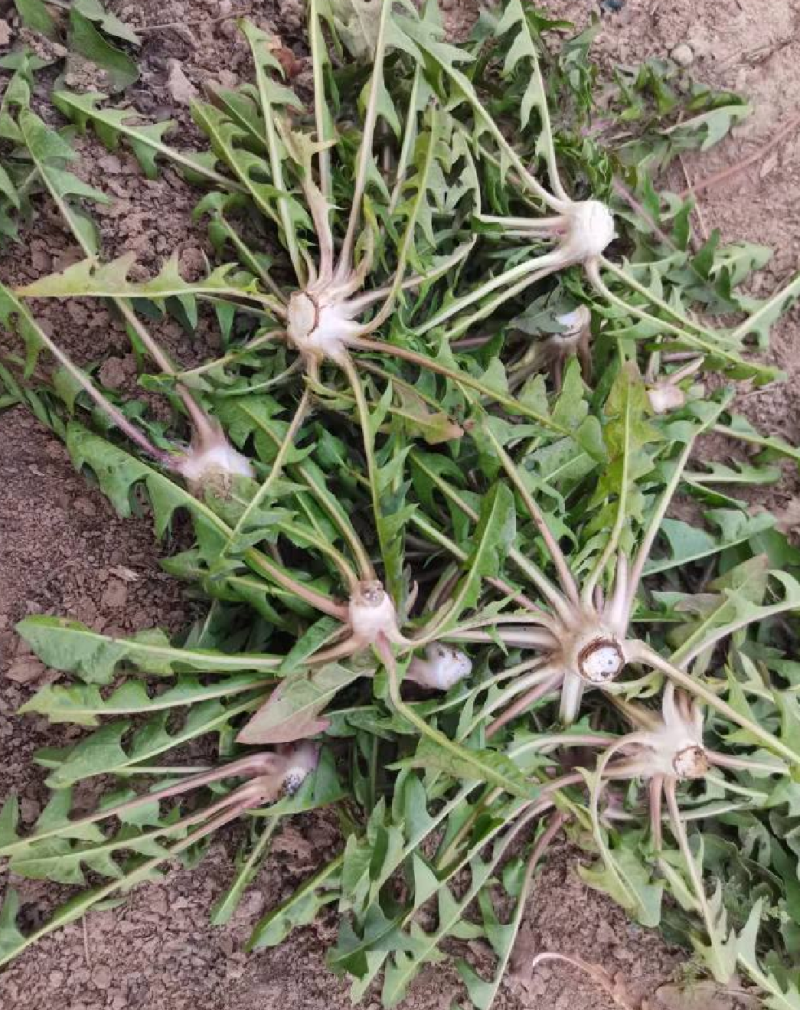 新鲜野生蒲公英现挖现发货
