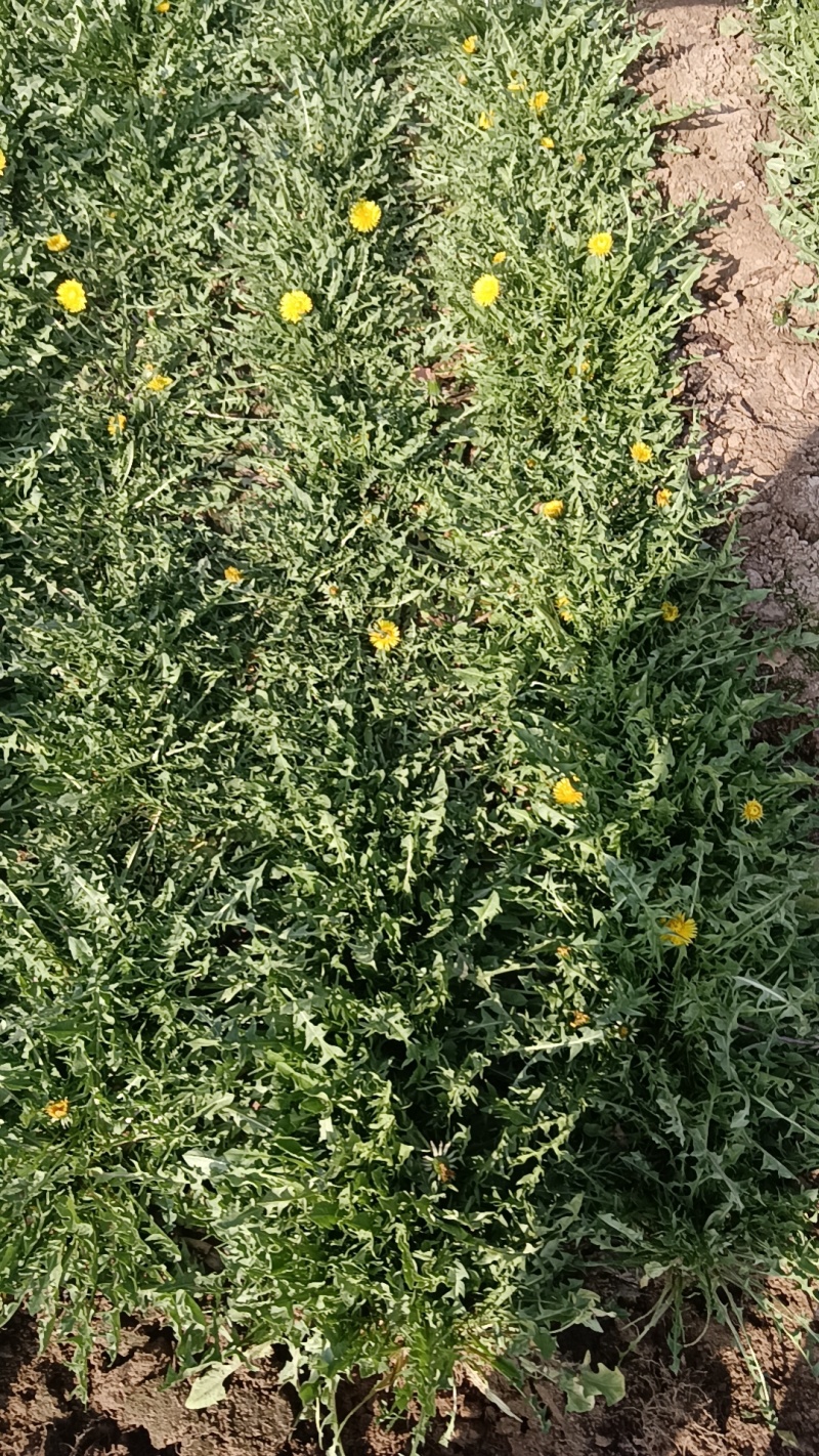 新鲜野生蒲公英现挖现发货
