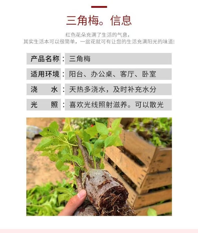 三角梅花苗地栽盆栽花卉观花植物室内阳台庭院爬藤垂丝四季可
