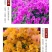 三角梅花苗地栽盆栽花卉观花植物室内阳台庭院爬藤垂丝四季可