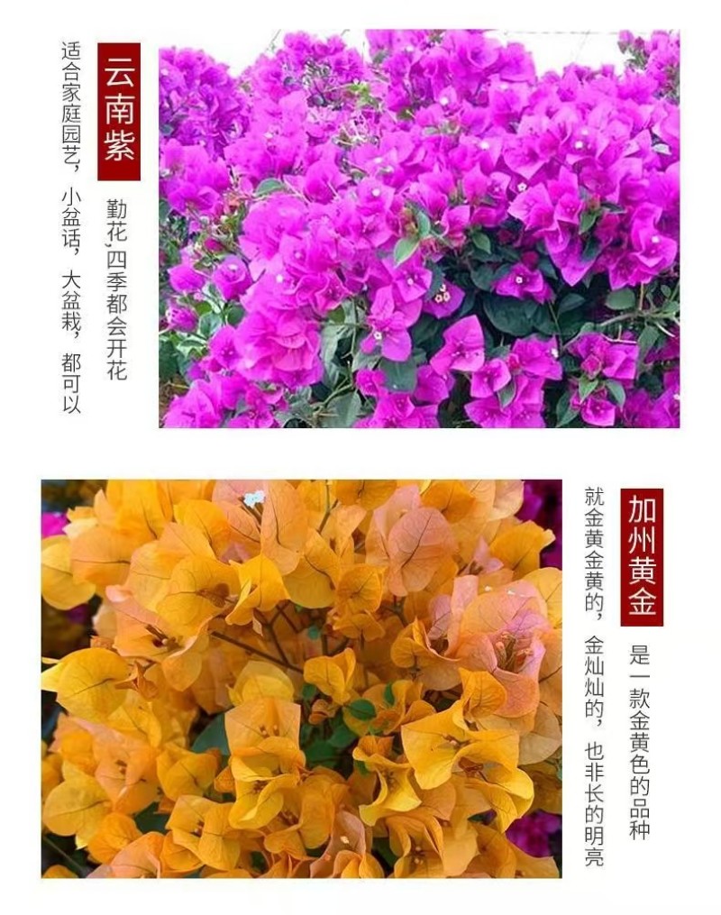 三角梅花苗地栽盆栽花卉观花植物室内阳台庭院爬藤垂丝四季可