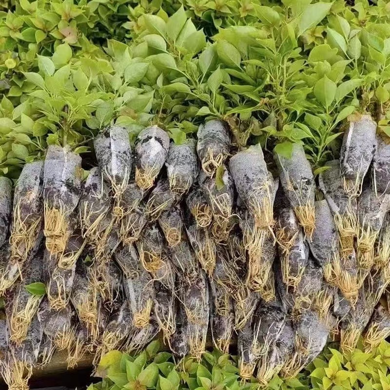 三角梅花苗地栽盆栽花卉观花植物室内阳台庭院爬藤垂丝四季可