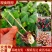 火龙珠苗四季相思豆植物养阳台耐热庭院花卉花园室外花苗红豆