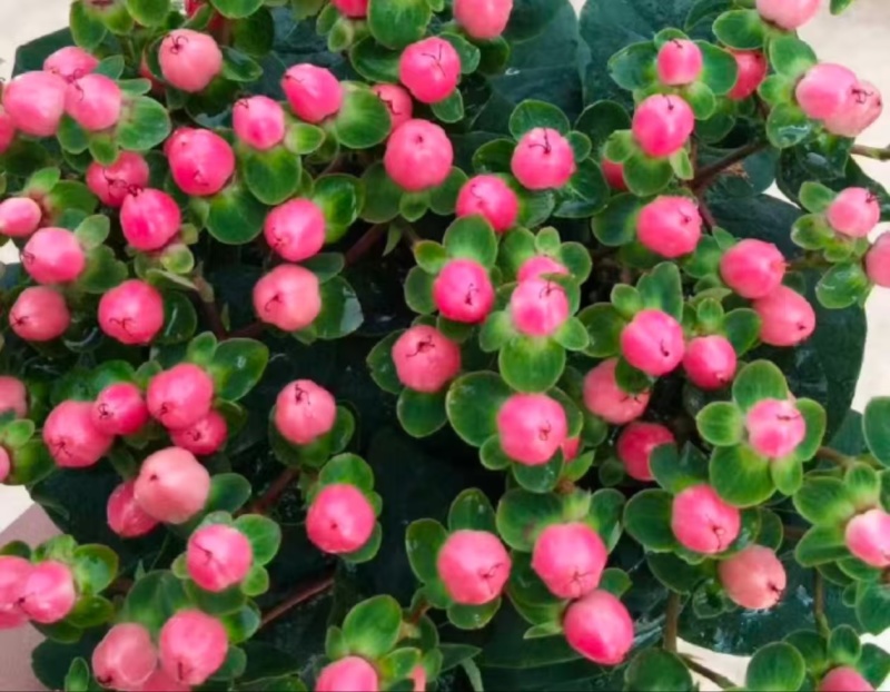 火龙珠苗四季相思豆植物养阳台耐热庭院花卉花园室外花苗红豆