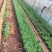 火龙珠苗四季相思豆植物养阳台耐热庭院花卉花园室外花苗红豆