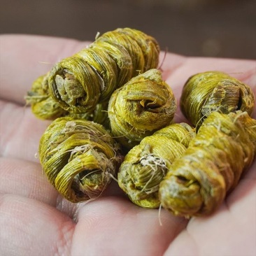 云南铁皮石斛枫斗，胶质感，一手货源，量大质优可视频看货