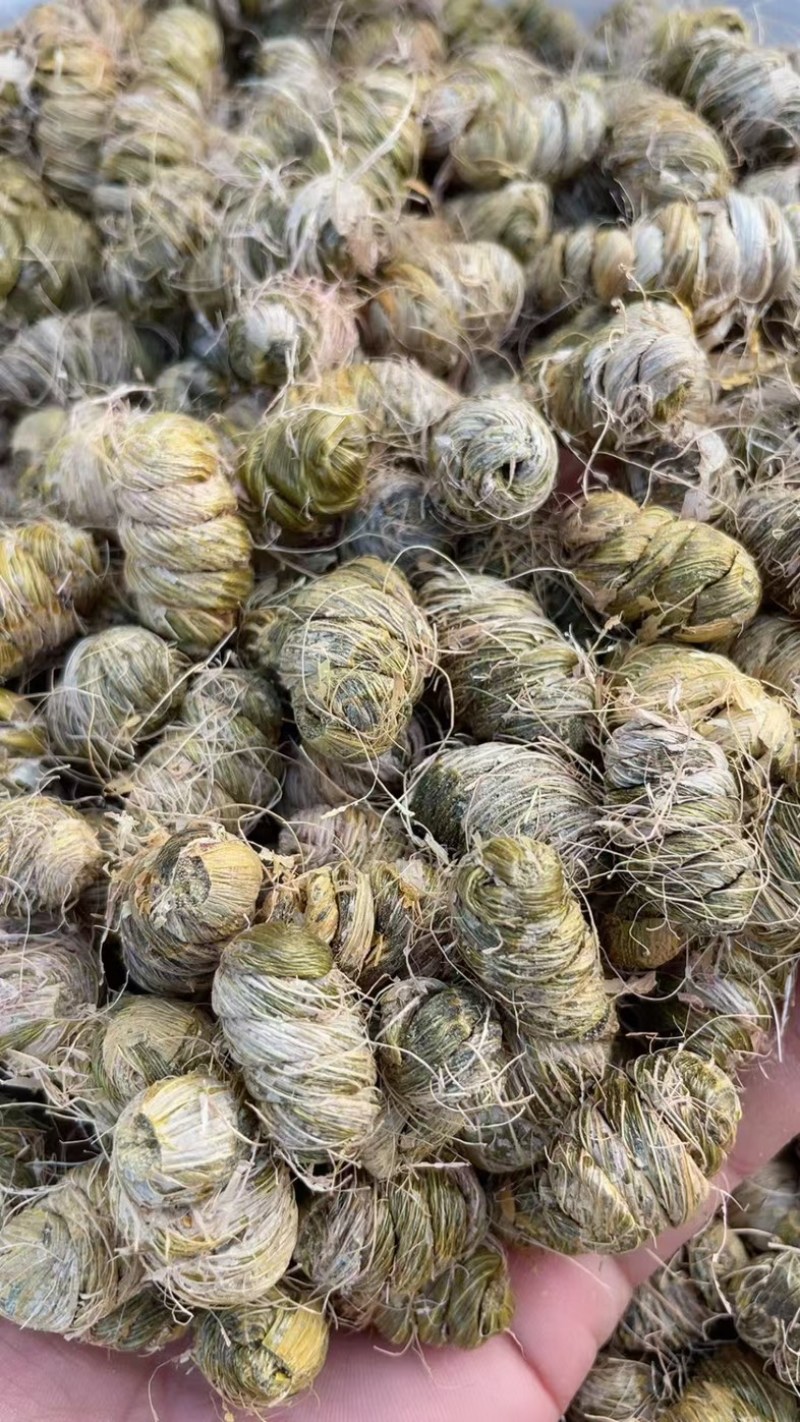 云南铁皮石斛枫斗，胶质感，一手货源，量大质优可视频看货
