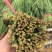 露地红根韭菜