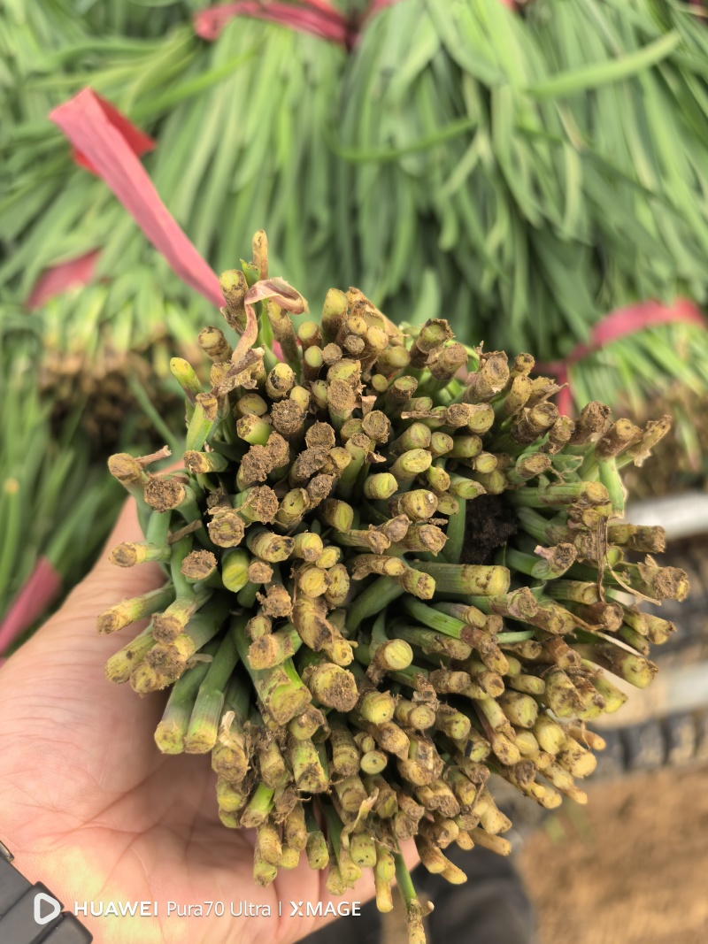 露地红根韭菜
