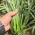 露地红根韭菜