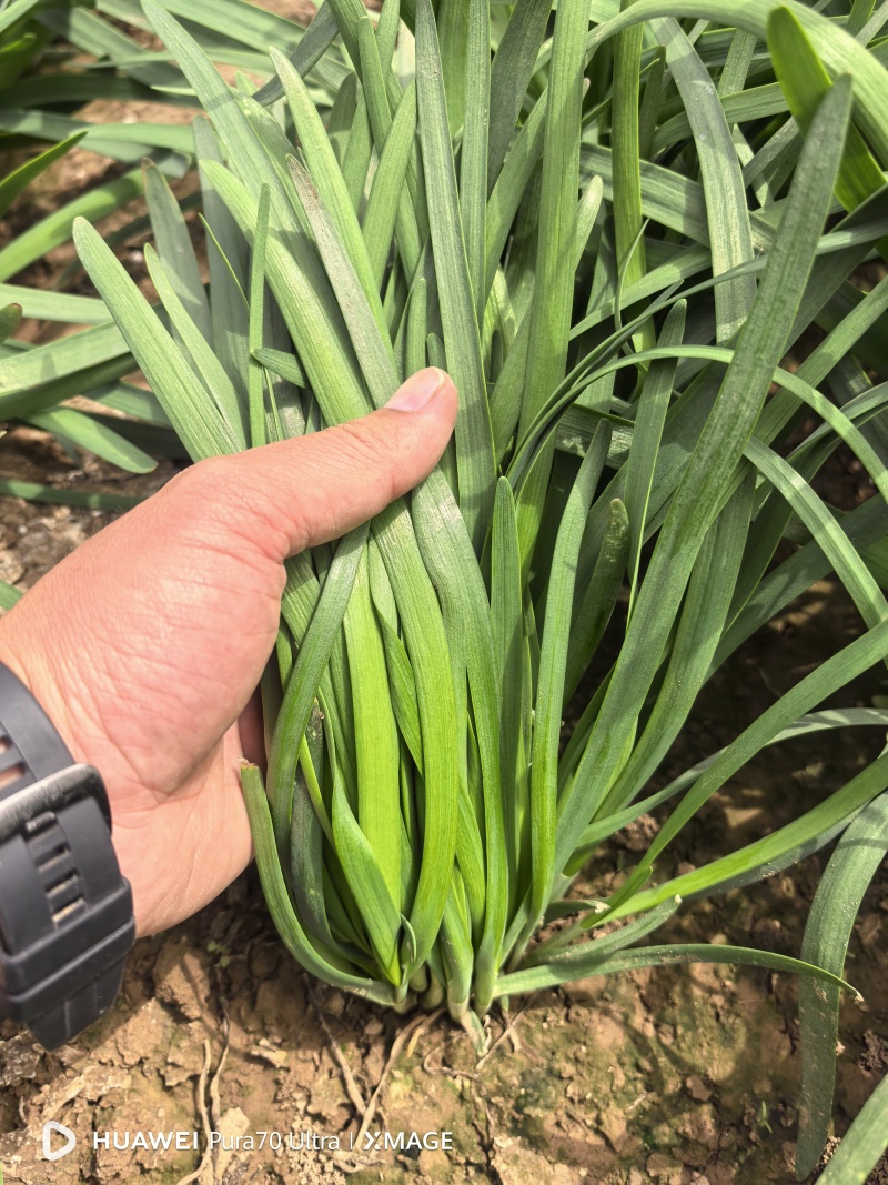 露地红根韭菜