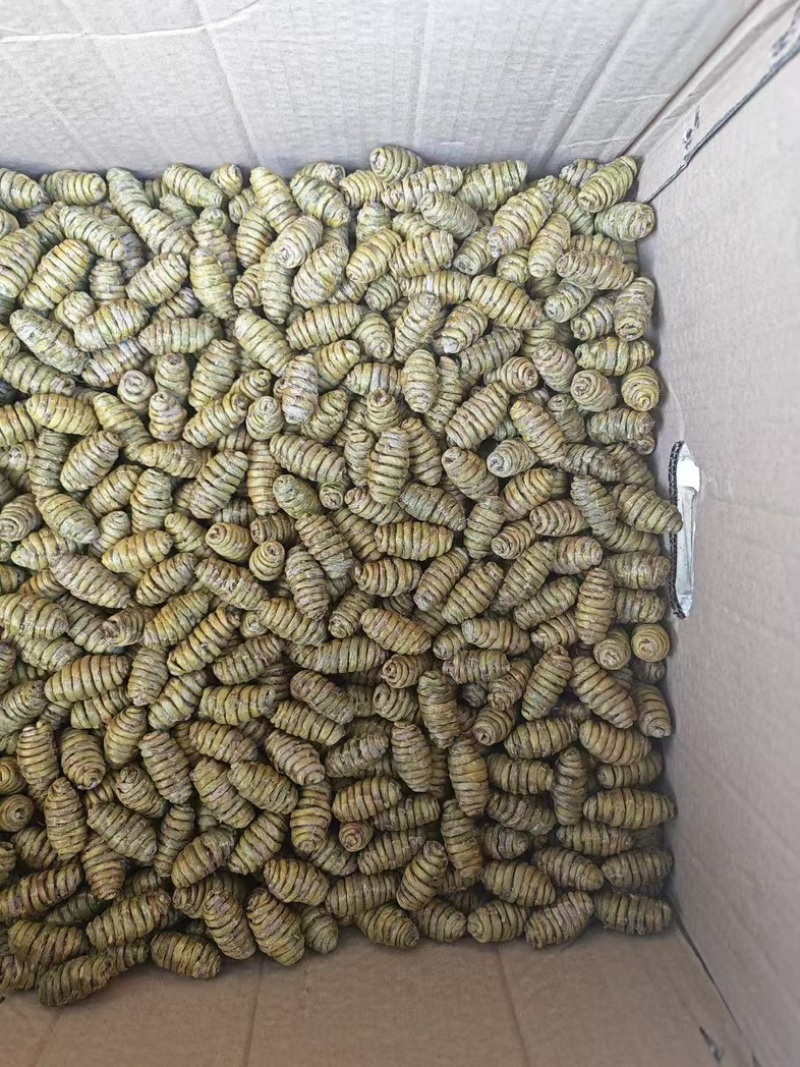霍山铁皮石斛，云南石斛，枫斗粒胶质多，大量现货无苦少渣