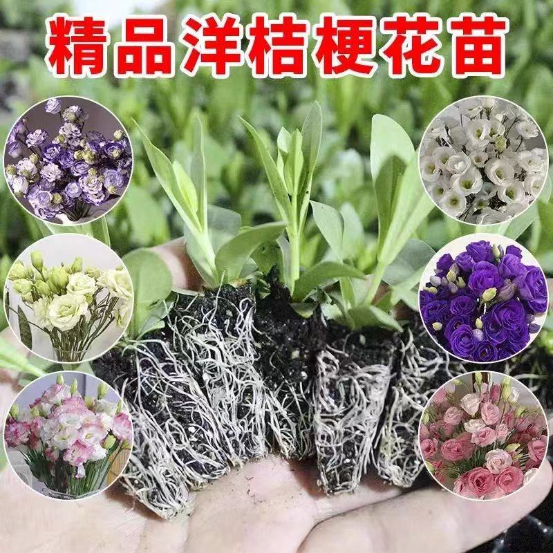 云南洋桔梗花苗正宗大花重瓣四季开花易养好活龙胆花种苗基地