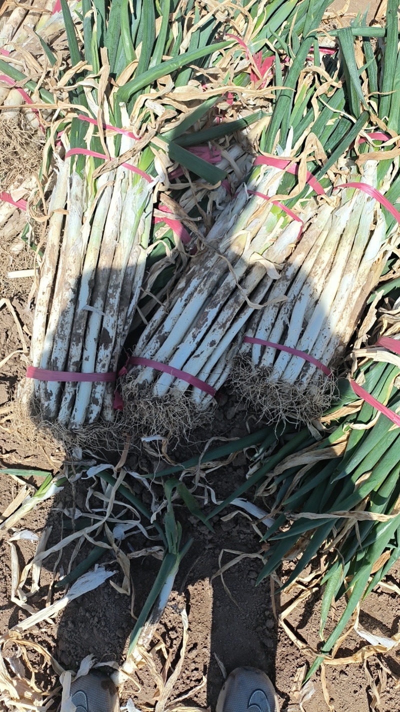 大葱都是新鲜当季采挖精挑细选低廉的价格让你放心采购