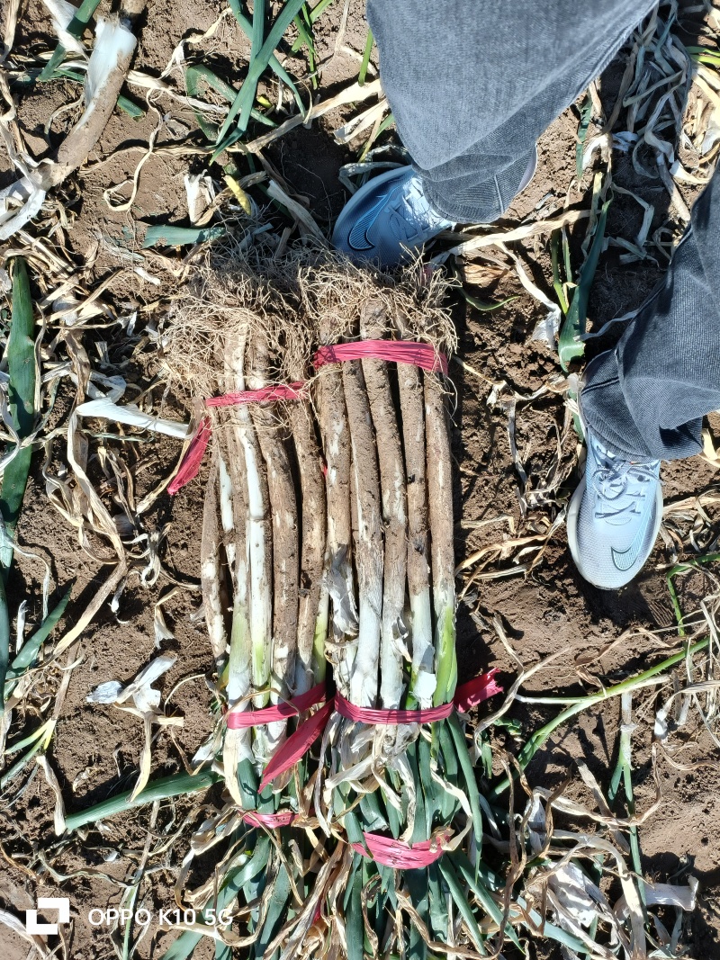 大葱都是新鲜当季采挖精挑细选低廉的价格让你放心采购