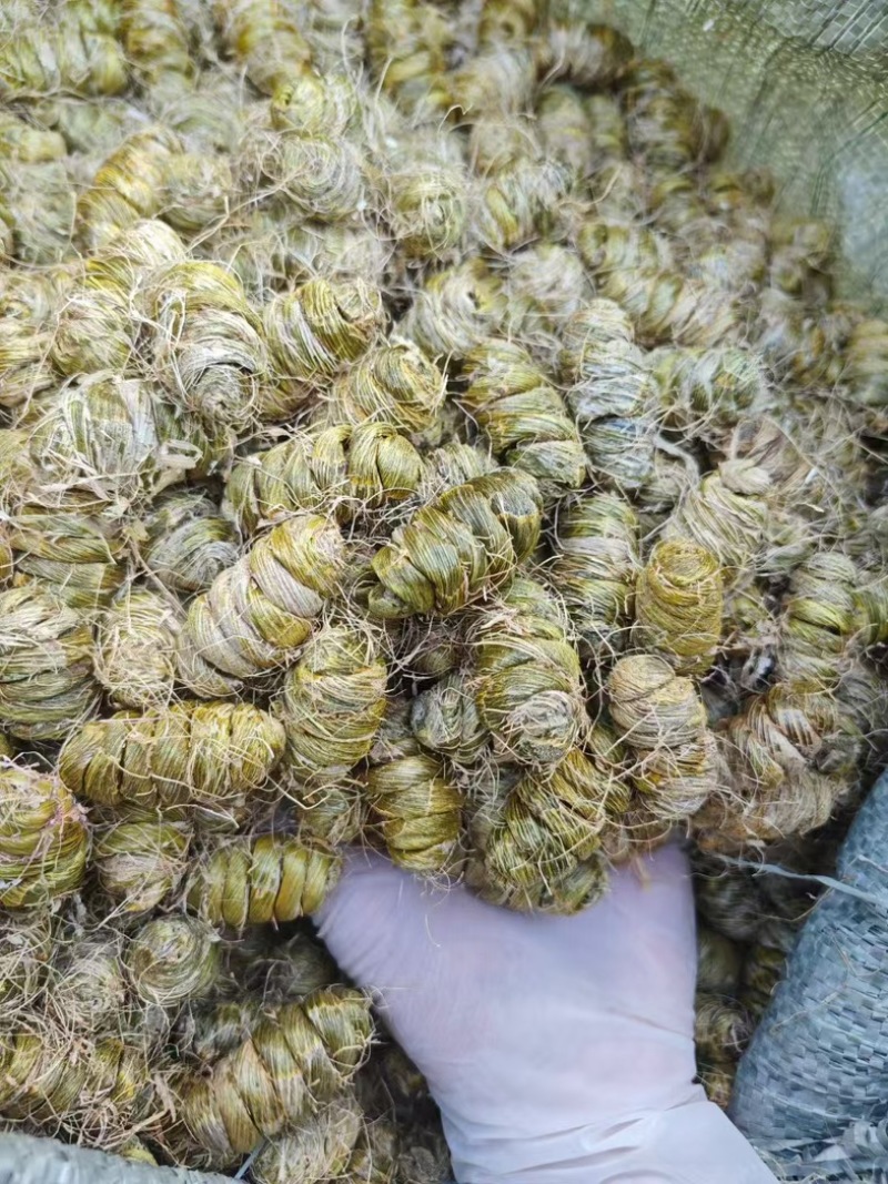 【优质】紫皮石斛，大量现货，干条货枫斗粒，保质质量可零售