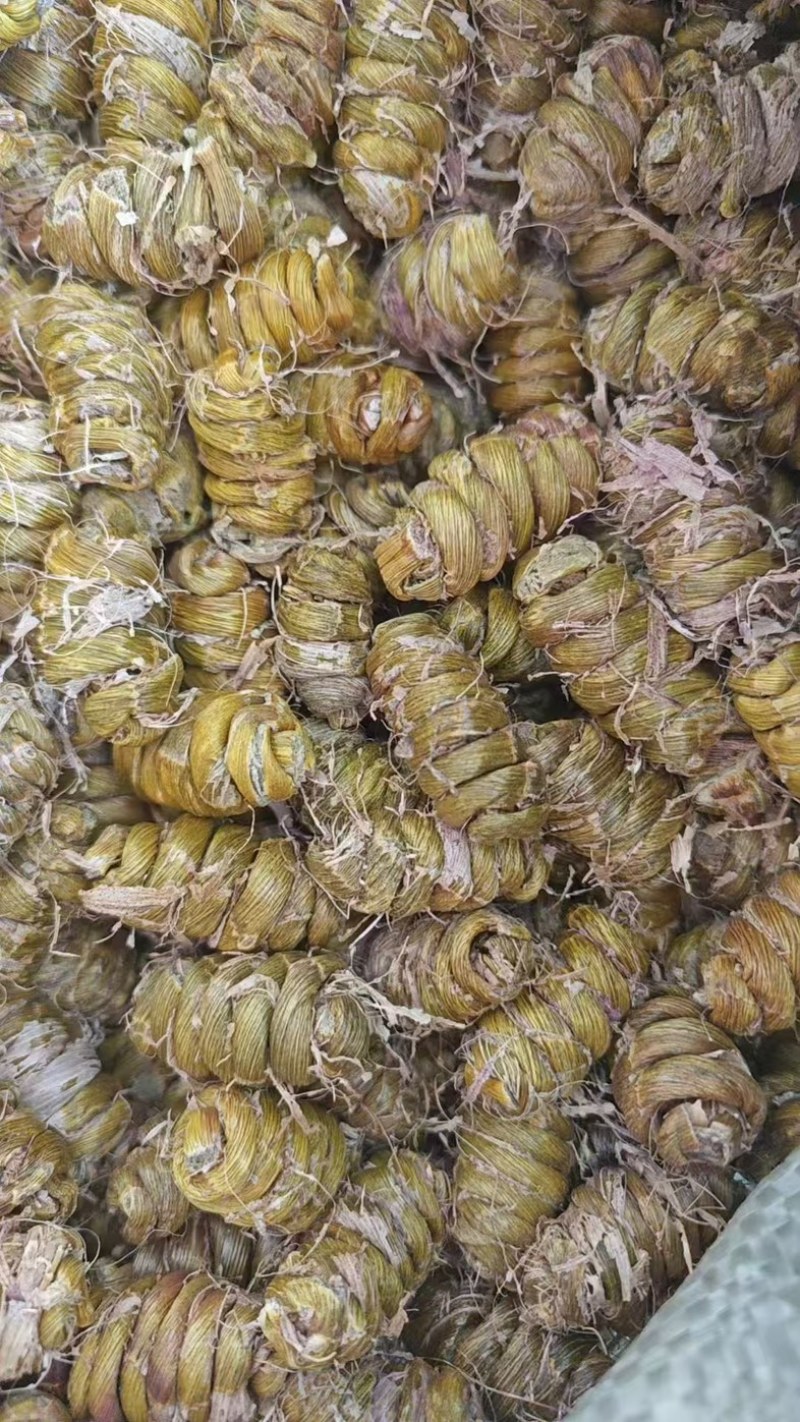 【优质】紫皮石斛，大量现货，干条货枫斗粒，保质质量可零售