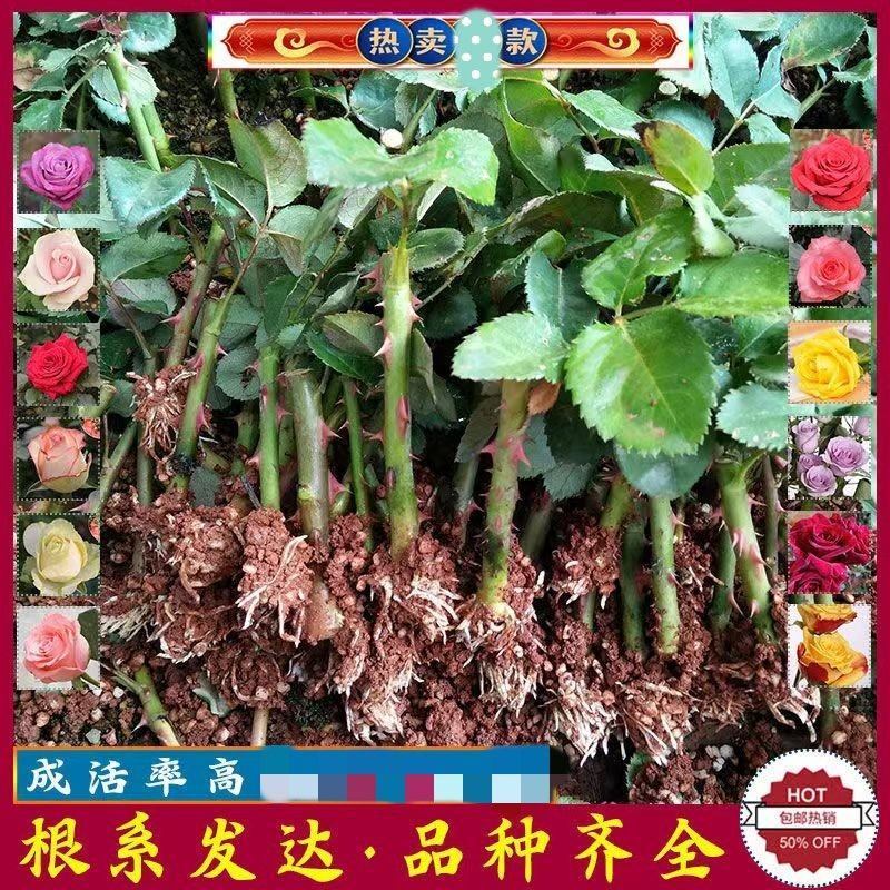 正宗香水玫瑰观赏花苗盆栽玫瑰四季开花室内外阳台盆栽花卉绿