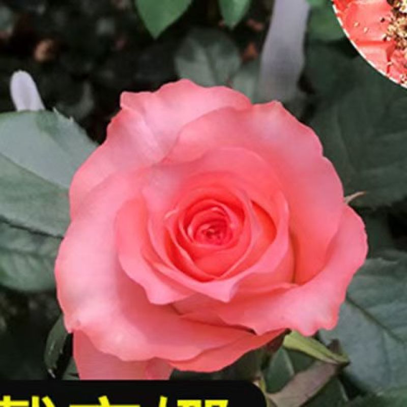 正宗香水玫瑰观赏花苗盆栽玫瑰四季开花室内外阳台盆栽花卉绿
