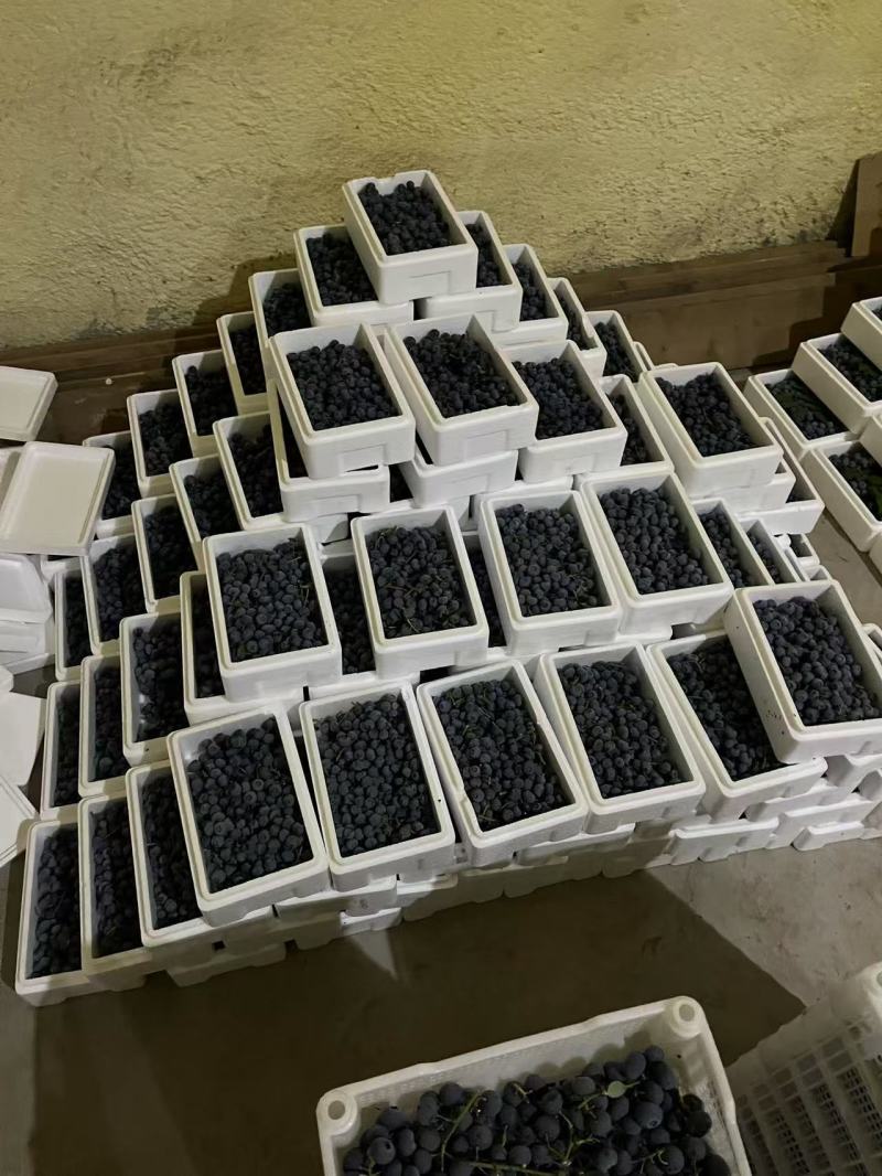 山东瑞卡蓝莓大量上市中现摘现发对接商超团购供应链