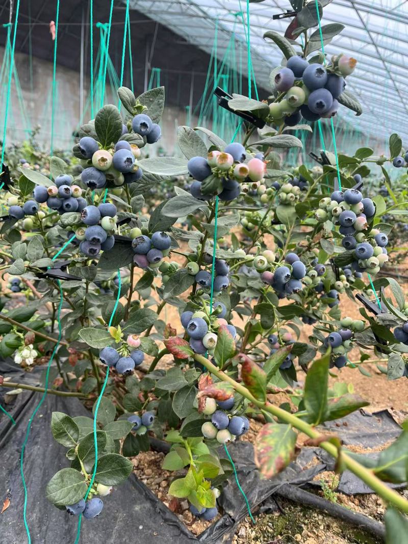 山东瑞卡蓝莓大量上市中现摘现发对接商超团购供应链