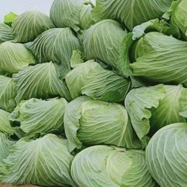 精品包菜甘蓝产地直供一手货源品质好价格低欢迎来电