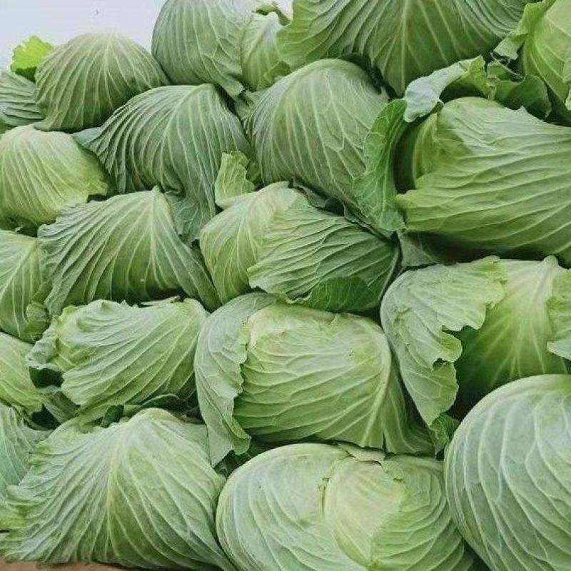 精品包菜甘蓝产地直供一手货源品质好价格低欢迎来电