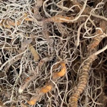 入地蜈蚣【包邮】三斤起发货可批量可零售量大从优
