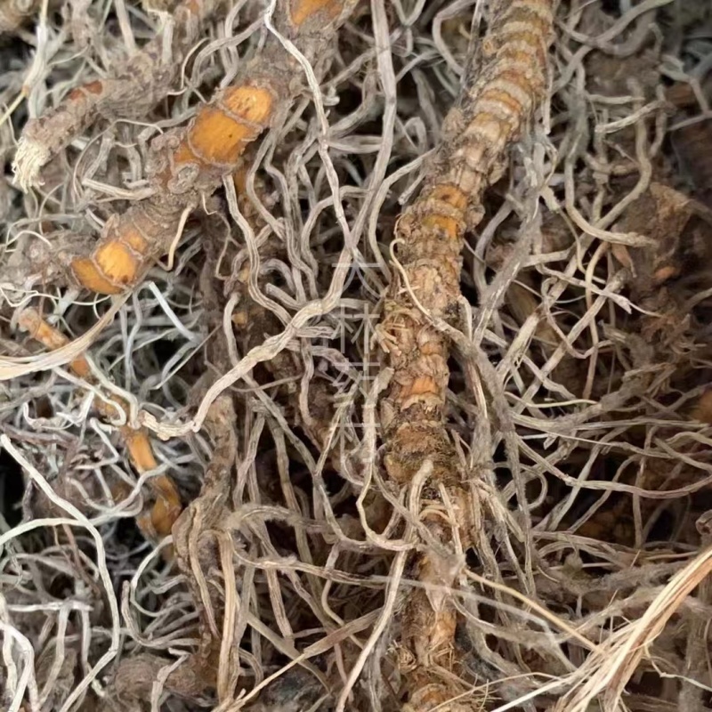 入地蜈蚣【包邮】三斤起发货可批量可零售量大从优