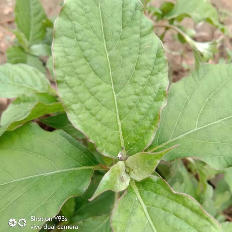 新鲜现挖牛膝苗白牛膝怀牛膝苗土牛膝川牛膝耐旱易活扭伤中药