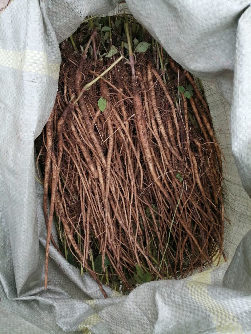 新鲜现挖牛膝苗白牛膝怀牛膝苗土牛膝川牛膝耐旱易活扭伤中药