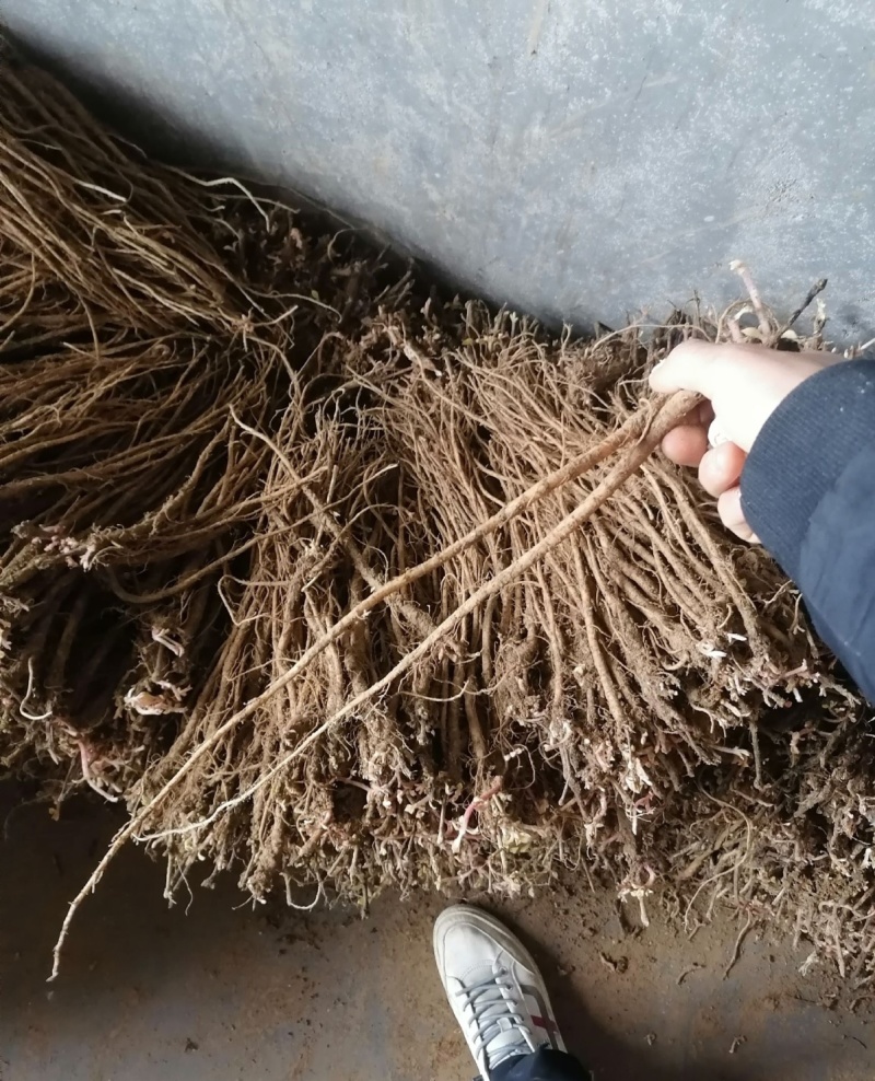 新鲜现挖牛膝苗白牛膝怀牛膝苗土牛膝川牛膝耐旱易活扭伤中药