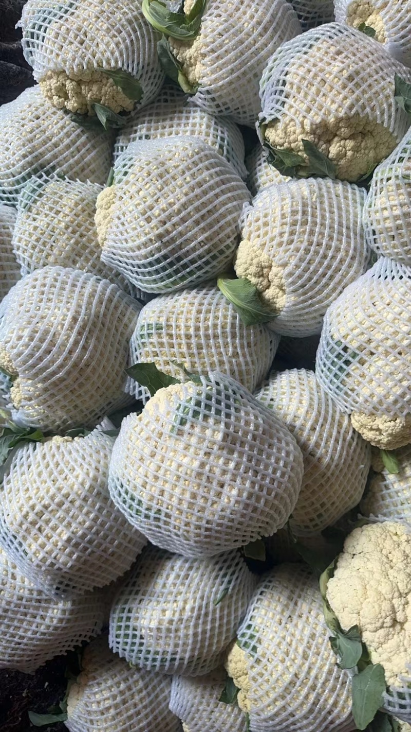 精品有机花花菜，河北花菜产地直供大量有货，可供超市电商