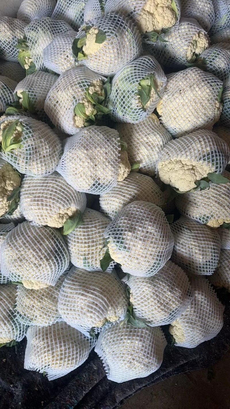 精品有机花花菜，河北花菜产地直供大量有货，可供超市电商