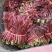 25日降价红油香椿芽晚熟品，一级品，四川特色香椿芽品