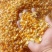 东北新玉米粒100斤批发价大粒干玉米喂鸡鸭鸽子动物饲料玉米粒