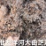 大量批发双沟.洋河芝麻香.五粮浓香