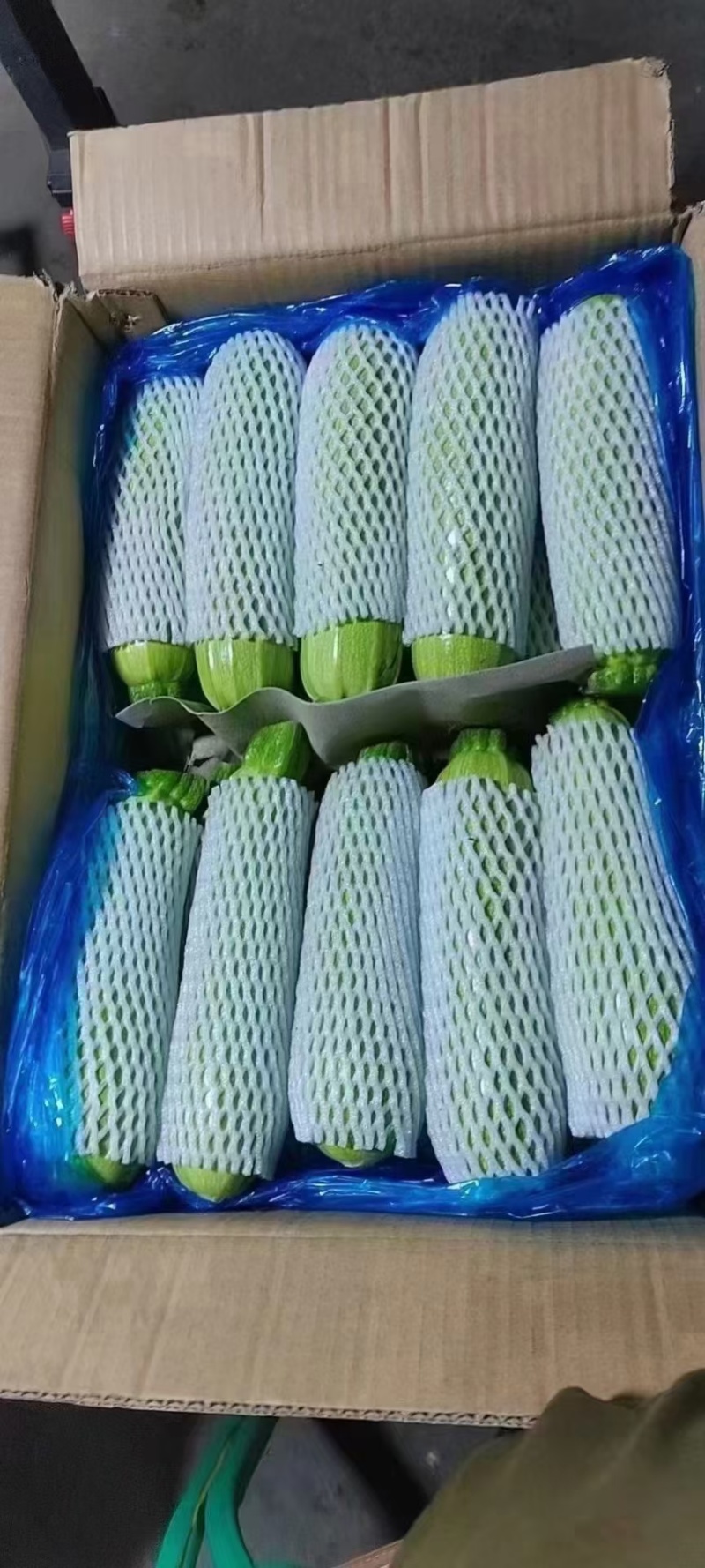 莘县绿皮西葫芦大量上市对接商超市场平台大量供货