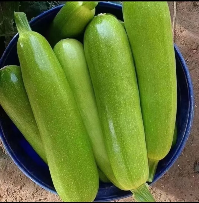 莘县绿皮西葫芦大量上市对接商超市场平台大量供货