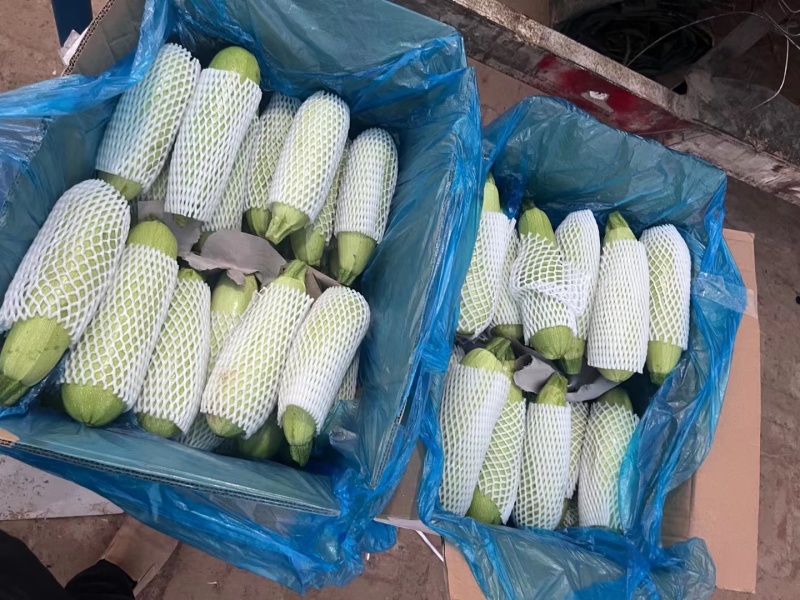 莘县绿皮西葫芦大量上市对接商超市场平台大量供货