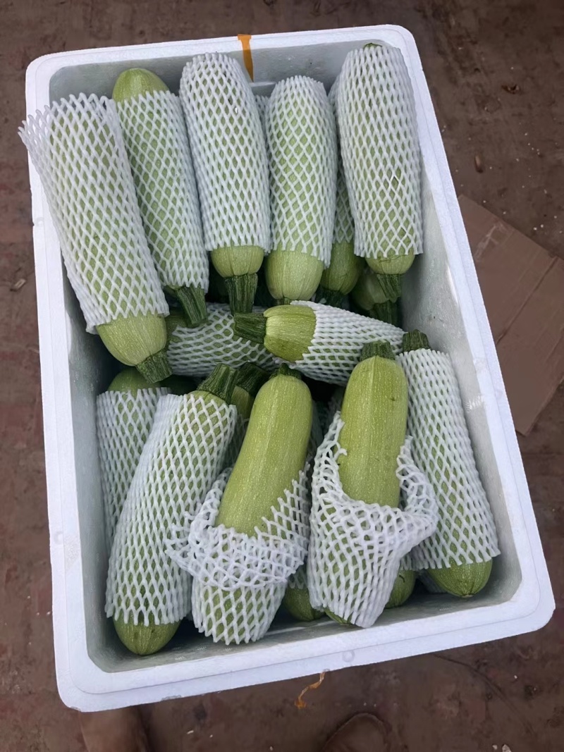 莘县绿皮西葫芦大量上市对接商超市场平台大量供货