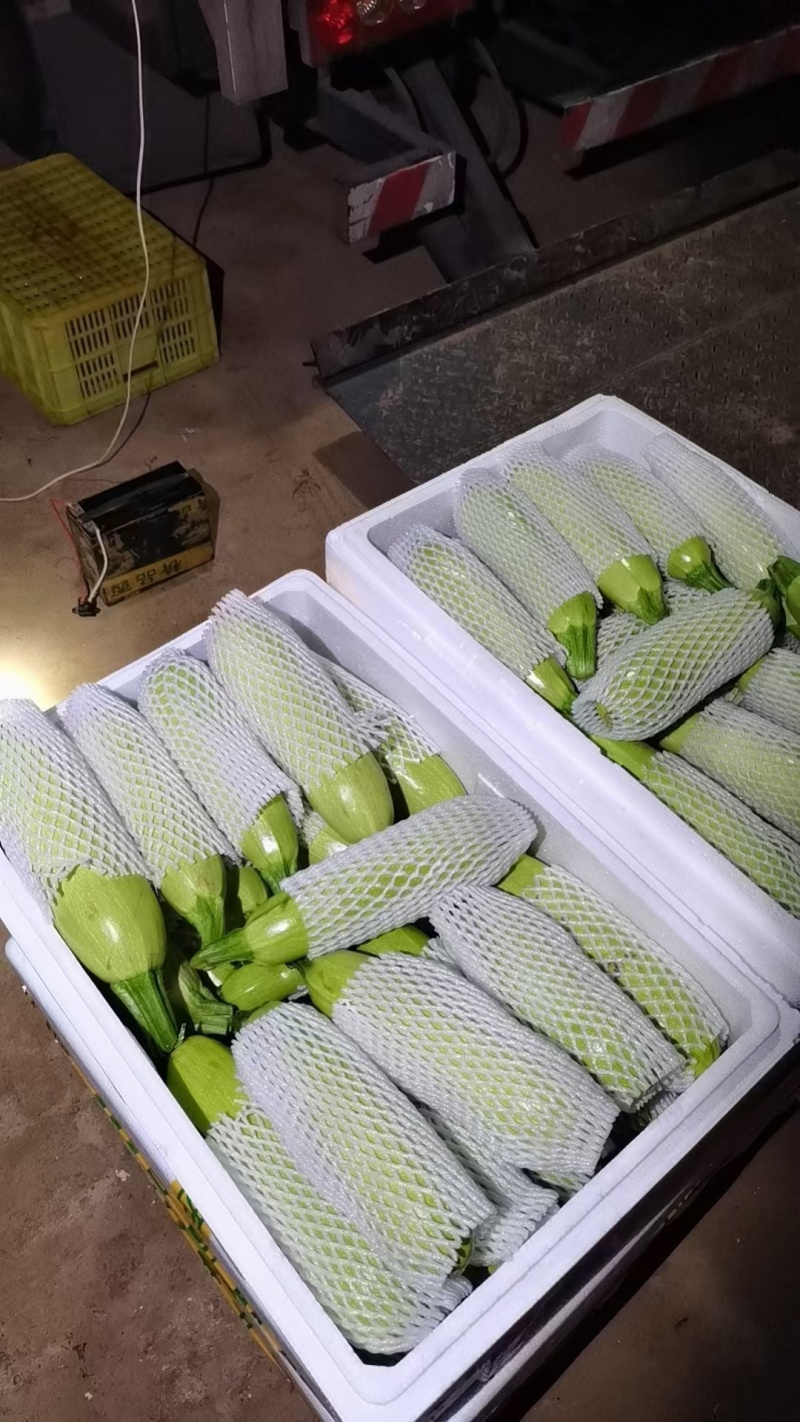 莘县绿皮西葫芦大量上市对接商超市场平台大量供货